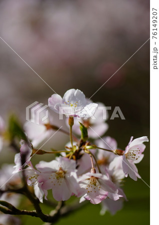 桜 小松乙女 (こまつおとめ) 桜 小松乙女 (こまつおとめ) 76149207