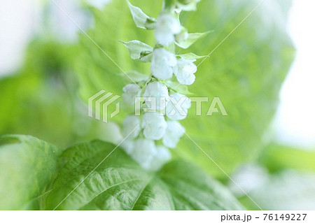 紫蘇の花 白い小さい花 青じそ クローズアップの写真素材