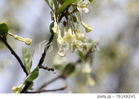 白い グミの花の写真素材
