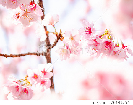 春爛漫　満開の河津桜 76149254