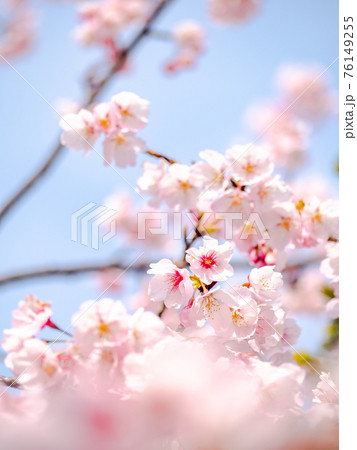 春爛漫　満開の河津桜 76149255