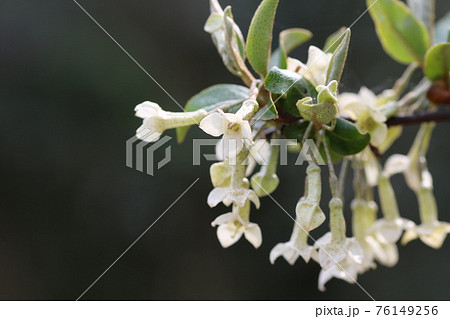 白い グミの花の写真素材