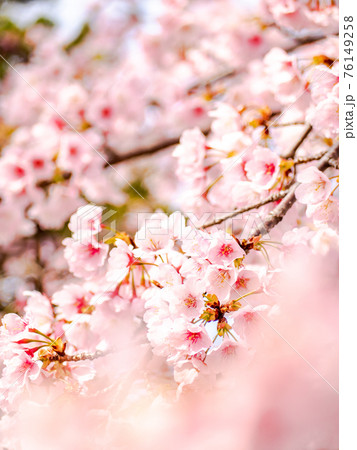 春爛漫　満開の河津桜 76149258