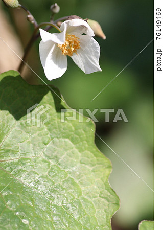 春に咲く、白いシラユキゲシ 76149469