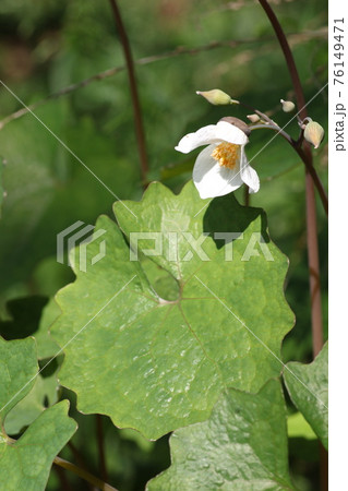 春に咲く、白いシラユキゲシ 春に咲く、白いシラユキゲシ 76149471
