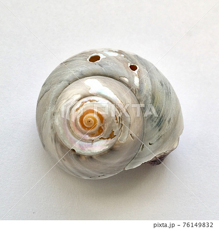 真珠層が見えている巻貝 76149832