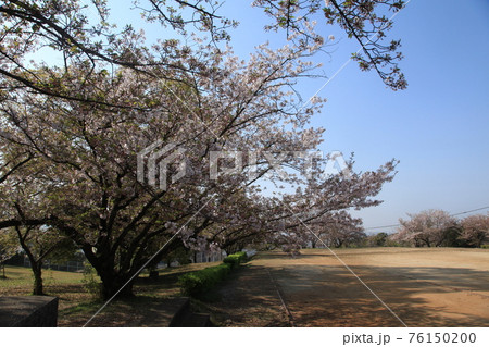 大牟田市 甘木山公園 桜、 大牟田市 甘木山公園 桜、 76150200