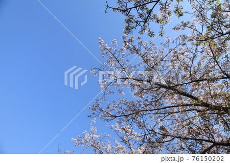 大牟田市 甘木山公園 桜、 大牟田市 甘木山公園 桜、 76150202