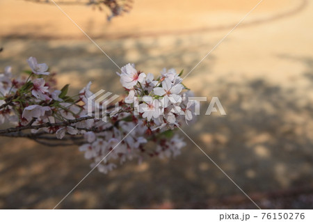 大牟田市 甘木山公園 桜、 大牟田市 甘木山公園 桜、 76150276
