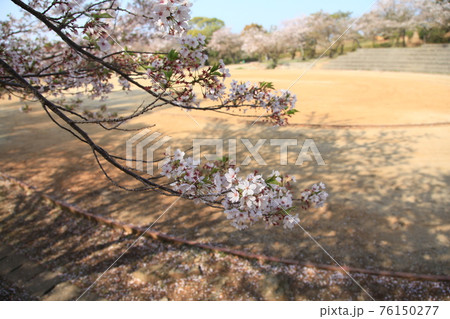 大牟田市 甘木山公園 桜、 大牟田市 甘木山公園 桜、 76150277