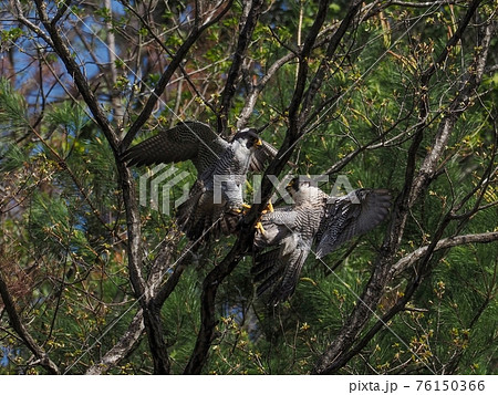 木の上で餌渡しをする繁殖期のハヤブサカップル 76150366
