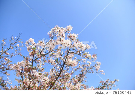 大牟田市　甘木山公園　桜、　 76150445