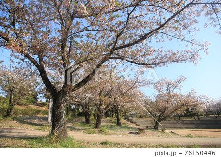 大牟田市 甘木山公園 桜、 大牟田市 甘木山公園 桜、 76150446