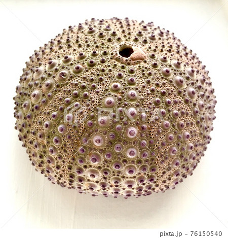 コビトオウサマウニ　ウニの殻 サテライトウニ