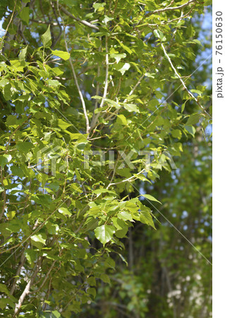 Lombardy poplar Lombardy poplar 76150630