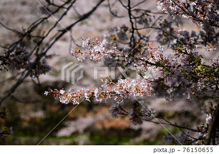 鳥取 鹿野城跡公園 桜満開の写真素材