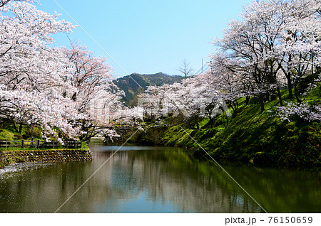 鳥取 鹿野城跡公園 桜満開の写真素材