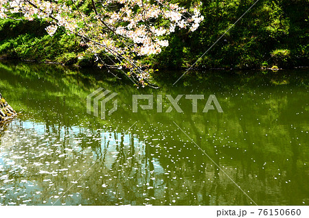 鳥取 鹿野城跡公園 桜満開の写真素材