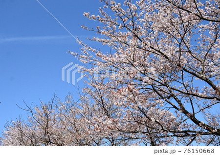鳥取・鹿野城跡公園・桜満開 鳥取・鹿野城跡公園・桜満開 76150668