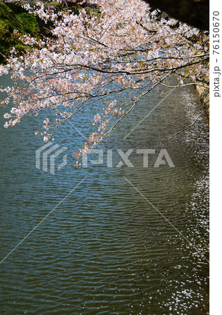 鳥取 鹿野城跡公園 桜満開の写真素材
