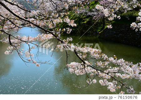 鳥取・鹿野城跡公園・桜満開 76150676