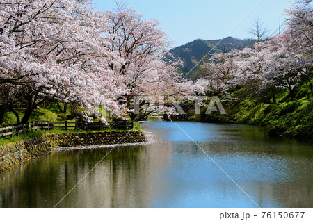 鳥取 鹿野城跡公園 桜満開の写真素材