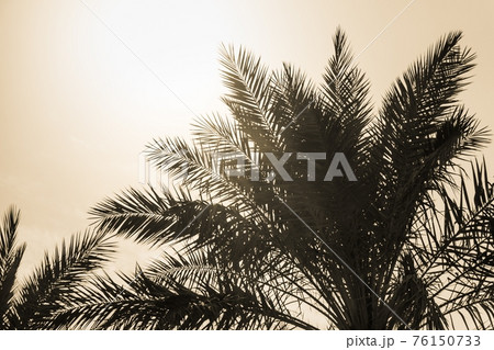 Tropical tourism paradise palms yellow summer sky Tropical tourism paradise palms yellow summer sky 76150733