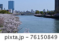 大阪・大川沿いの桜並木 76150849