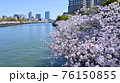 大阪・大川沿いの桜並木 76150855