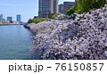 大阪・大川沿いの桜並木 76150857