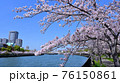 大阪・大川沿いの桜並木 76150861