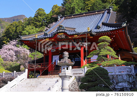 日蓮宗総本山身延山久遠寺 境内の御真骨堂拝殿としだれ桜 日蓮宗総本山身延山久遠寺 境内の御真骨堂拝殿としだれ桜 76150910