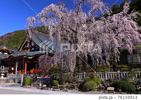 日蓮宗総本山身延山久遠寺　境内のしだれ桜と祖師堂 76150913
