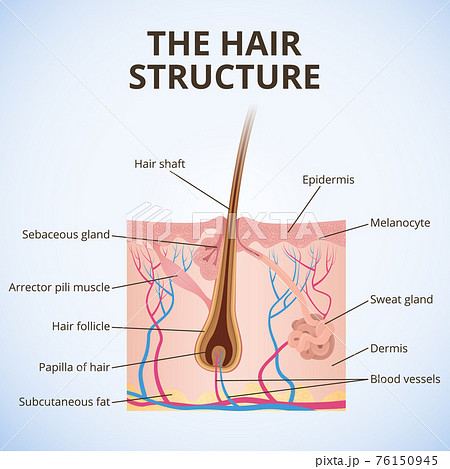 The structure of the hair 76150945