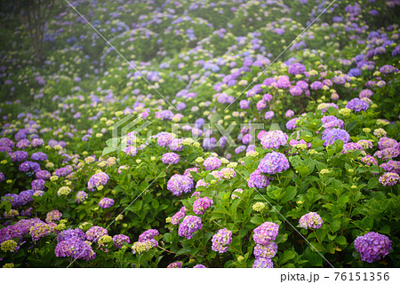 美の山公園に咲く満開の紫陽花の写真素材