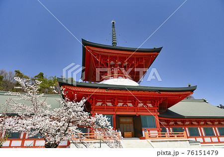 長野善光寺雲上殿と桜の写真素材