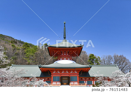 長野善光寺雲上殿と桜の写真素材