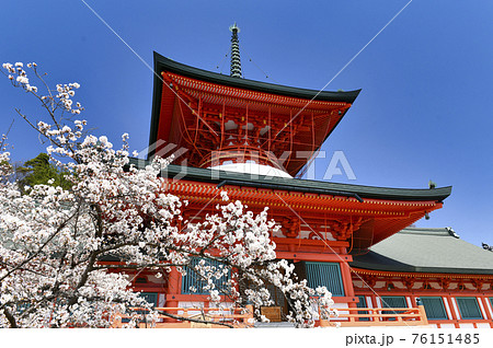 長野善光寺雲上殿と桜の写真素材