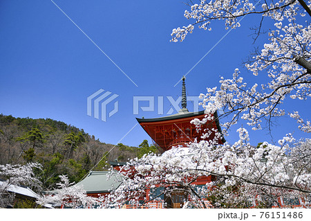 長野善光寺雲上殿と桜の写真素材