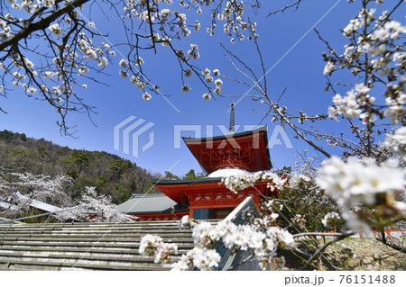 長野善光寺雲上殿と桜 長野善光寺雲上殿と桜 76151488