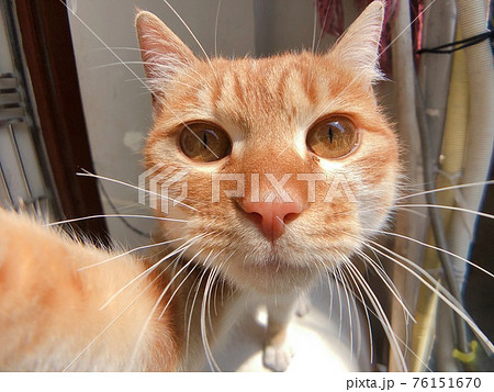 自撮りをしている風の茶トラの猫の顔のアップ セルフィーの写真素材