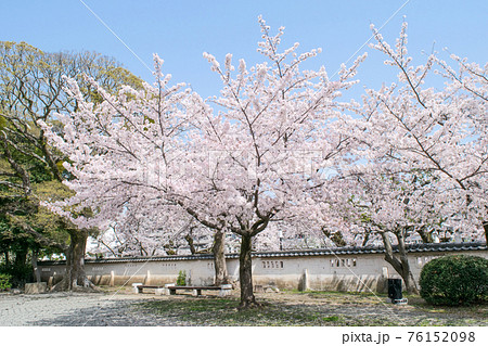 神奈川県 小田原城 二の丸 満開の桜 神奈川県 小田原城 二の丸 満開の桜 76152098