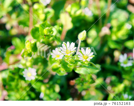 食べられる春の草花 ハコベ 76152163