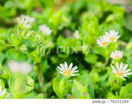 食べられる春の草花 ハコベ 食べられる春の草花 ハコベ 76152164