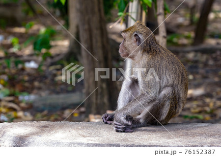 gray macaque thailand sits half-turn looking into the jungle with copy space 76152387