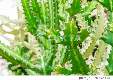long bush cactus pitahaya background close-up in sunlight 76152418