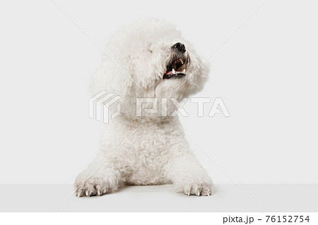 Portrait of Little cute dog Bichon Frise isolated over white background. Portrait of Little cute dog Bichon Frise isolated over white background. 76152754