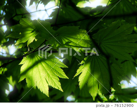 木漏れ日に透ける若いカエデの葉 76152900