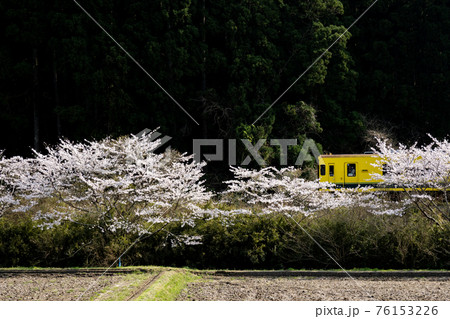満開の桜と里山の風景 76153226