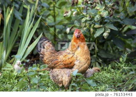 Mother hen with baby chicken on the grass 76153443